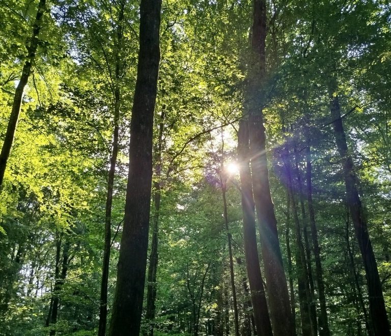 Crédits @klsophrologie Vue de la forêt à Courcelles-Chaussy (Moselle)